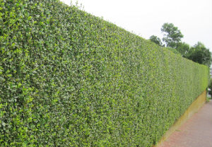 hedge-cutting-maintenance-bethnal-green