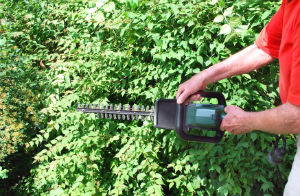 hedge-trimming-bethnal-green